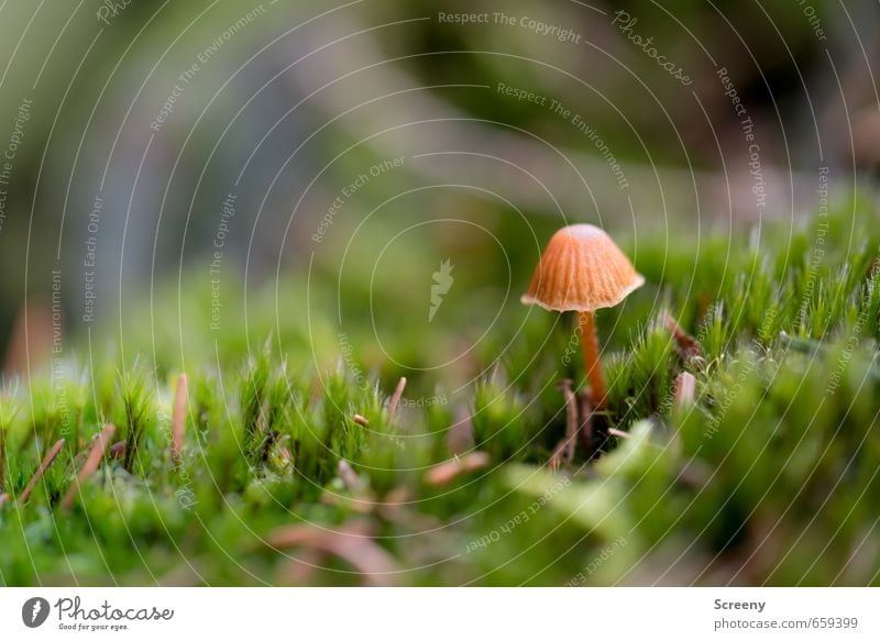 Do good with hat... Nature Earth Spring Plant Moss Mushroom Mushroom cap Forest Growth Small Brown Green Happy Serene Patient Calm Life Delicate Colour photo
