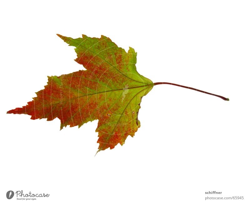 Autumn foliage V Multicoloured Isolated Image Leaf Together Yellow Red Indian Summer Row Autumnal Loneliness Autumn leaves Colouring Green Stalk Individual