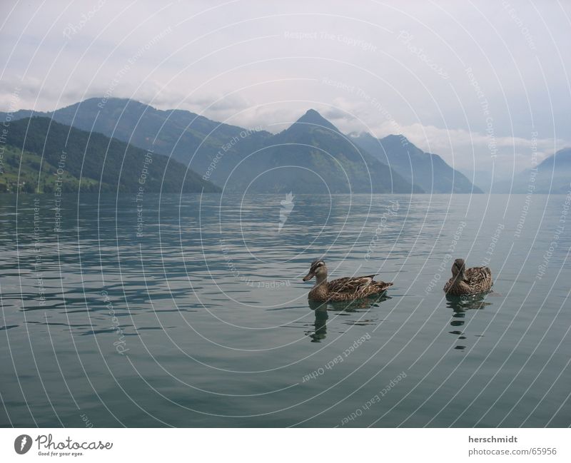 romantic ducks Lake Clouds Bad weather Reflection Switzerland Lake Lucerne Romance Air Duck Water Mountain Love