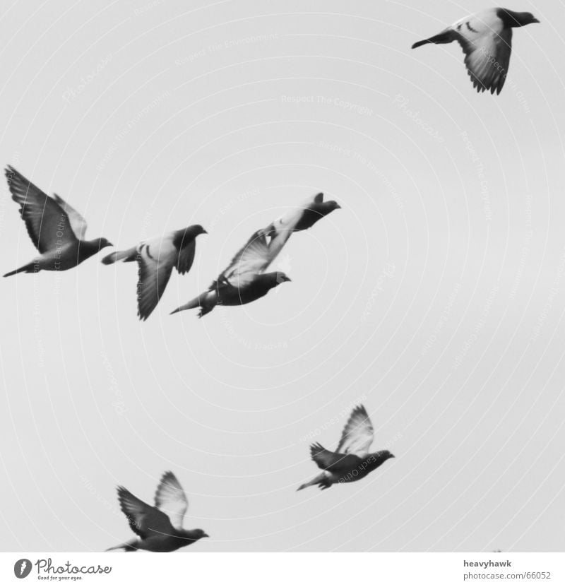 fly Bird Pigeon Air Aviation Flock Multiple Flying Black & white photo