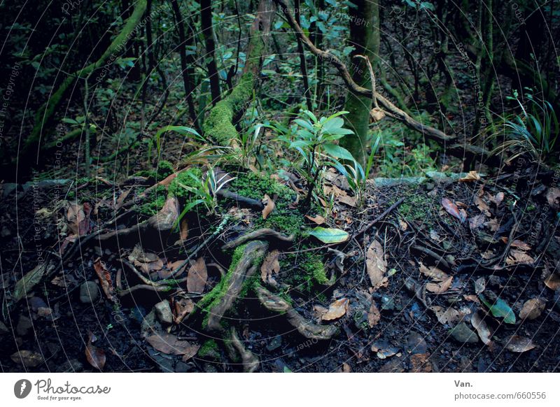 A tree trunk completely covered with green moss, a thinner tree trunk with  very light bark, a blackberry plant and dry fern. - a Royalty Free Stock  Photo from Photocase