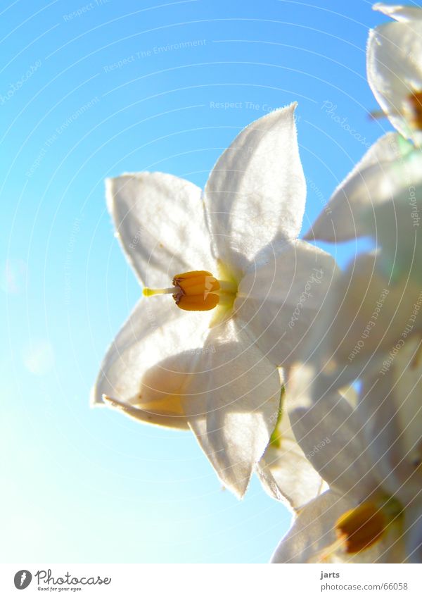 pure white Flower Blossom Light White white blossom Star (Symbol) Sky Sun Blue Nature jarts