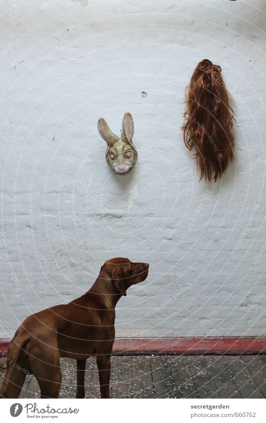 STUDIO TOUR | the agony of choice. Animal Pet Dog 1 Funny Trashy Brown White Curiosity Irritation Mask Hare & Rabbit & Bunny Wig Wall (building) Whimsical Hang