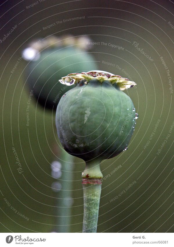 dos Poppy capsule 2 Fresh Green Delicate Stalk Plant poppy capsules again droplet Drops of water Water background blur Nature these weren't the last