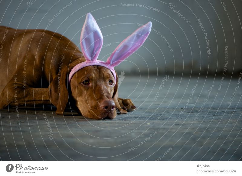 STUDIO TOUR | Easter Doggy Paw Looking Sadness Wait Esthetic Brash Cute Brown Gray Pink Cool (slang) Purity Humble Boredom Longing Indifferent Bizarre Infancy