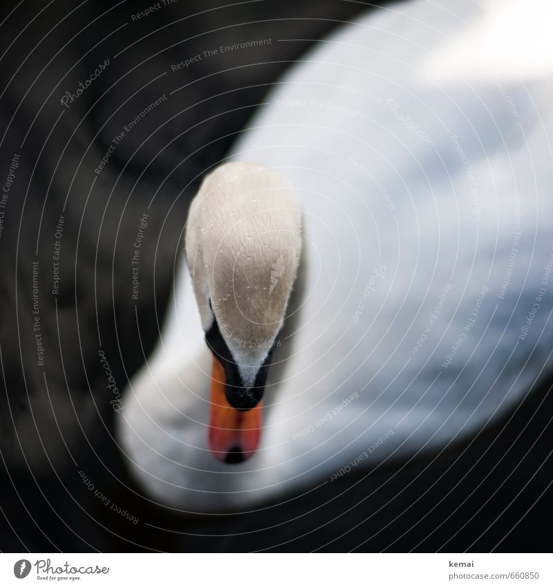 Dignified Animal Water Wild animal Bird Swan Head Beak 1 Swimming & Bathing Black White Surface of water Lower Humble Graceful dignified Drops of water Shame