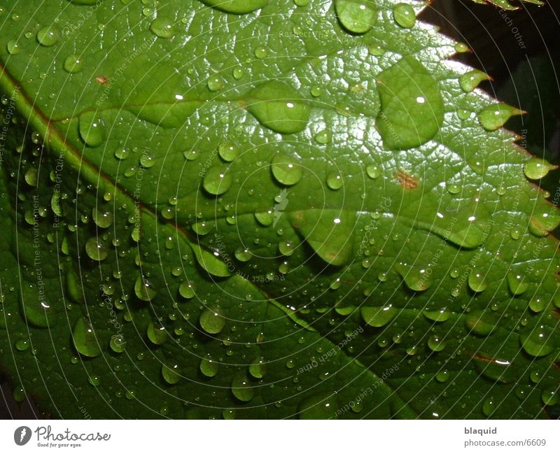 leaf Leaf Photographic technology Drops of water