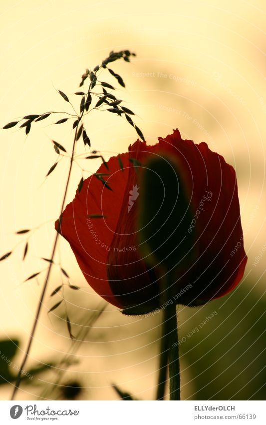 poppy seed light Poppy Grass Summer Blossom Red Yellow Vacation & Travel Relaxation Silhouette Physics Garden Warmth