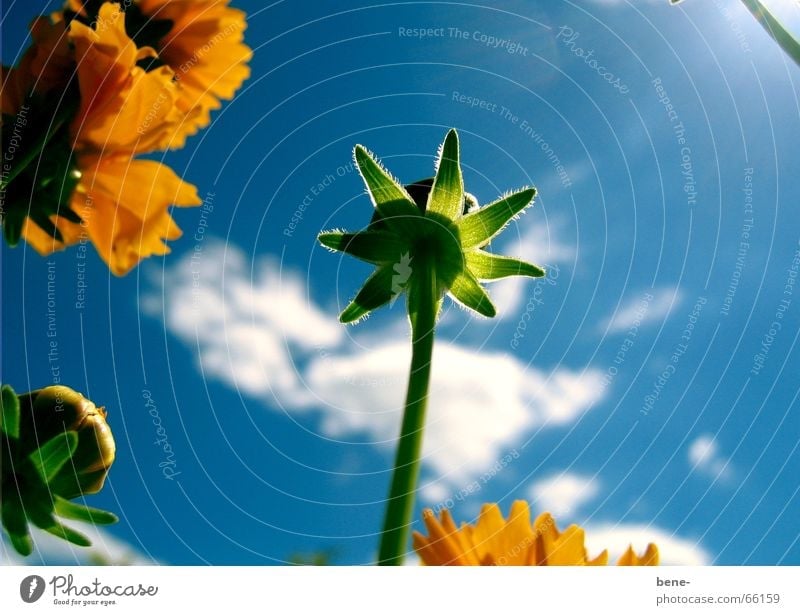 floral glow Clouds Flower Yellow Plant Exterior shot Sky