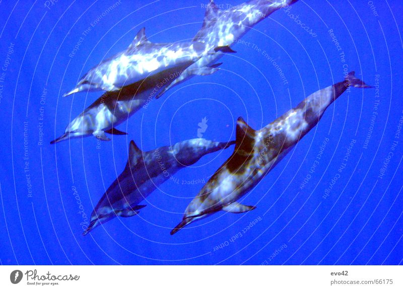Dolphins near Niue (Pacific Ocean) Mammal Dive Animal Blue Fish Water