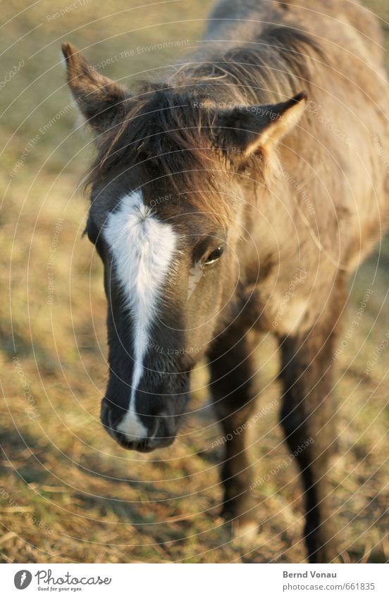 nosewhite Grass Meadow Village Horse 1 Animal Baby animal Foal Ear Nose Brown White Green Beautiful Calm Pelt Pasture Colour photo Exterior shot Deserted