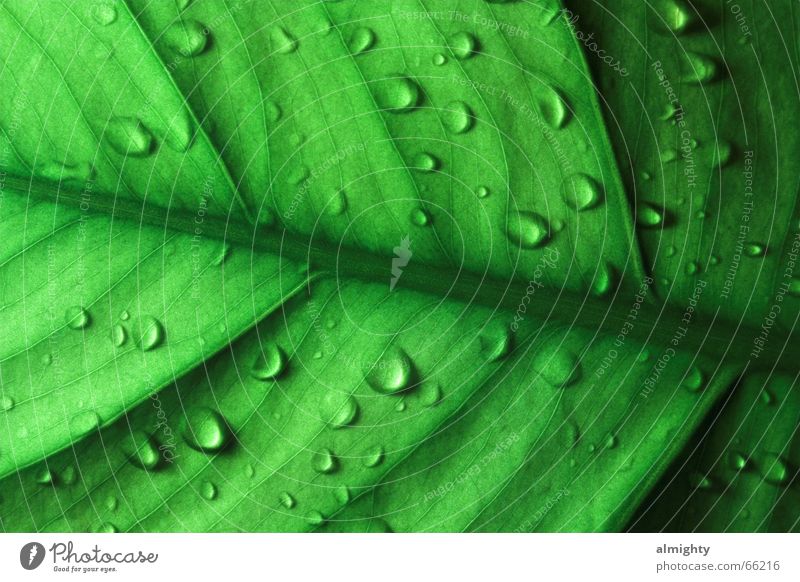 x-ray Leaf Green Drops of water Glimmer Lighting X-ray vision Shadow Silhouette