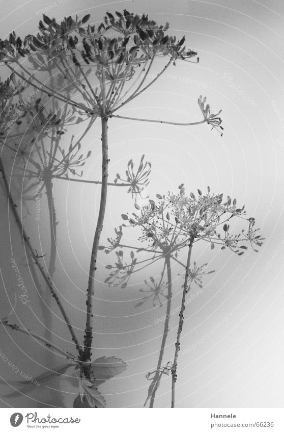 fragile Flower Plant Blossom Meadow Ant Black White Easy Delicate Ease Faded Garden Nature Shadow Black & white photo Bright