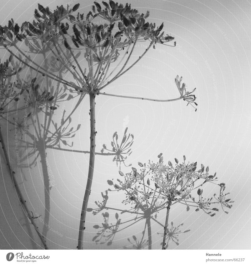 fragile -cutout- Flower Plant Blossom Meadow Ant Black White Easy Delicate Ease Faded Garden Nature Shadow Black & white photo Bright