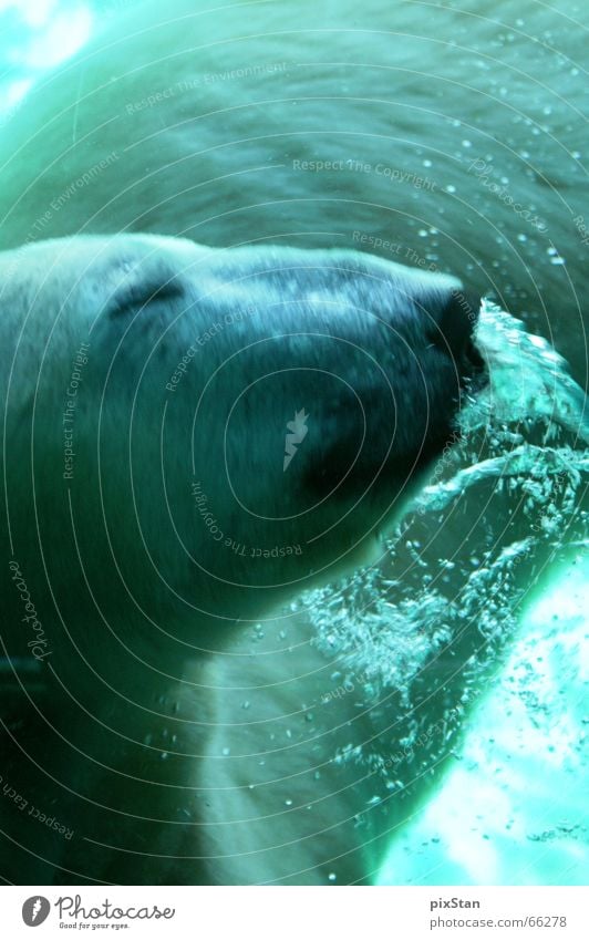 Coool bear Polar Bear Animal Australia Movement Snout Air bubble Water Underwater photo Cool (slang) seaworld knut Blue Swimming & Bathing