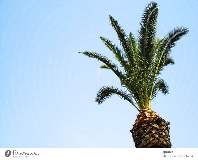 la.palma Palm tree Green Vacation & Travel Pompei Italy Tree Nature Sky Treetop
