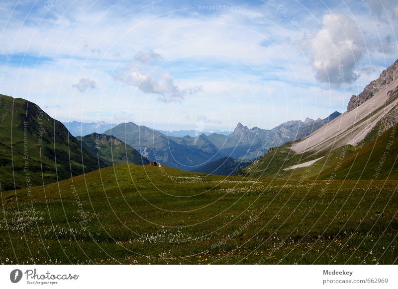 wanderlust Environment Nature Landscape Plant Animal Sky Clouds Summer Beautiful weather Flower Grass Alps Mountain Authentic Fantastic Infinity Natural Blue