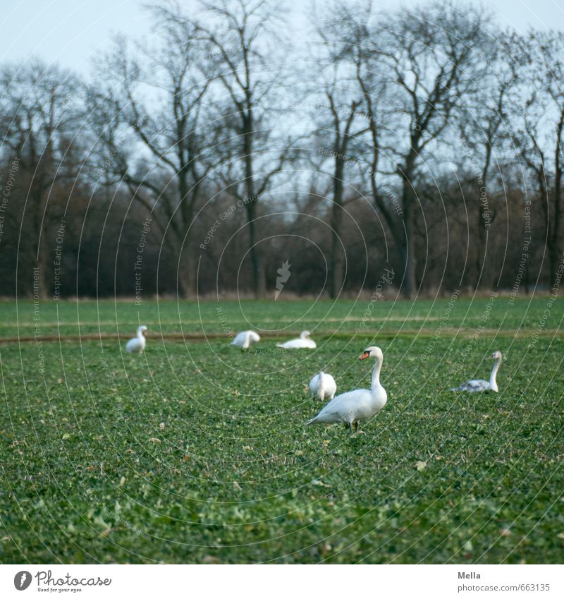 Ey, what guggstu? Environment Nature Landscape Animal Tree Field Wild animal Swan Group of animals Looking Stand Free Natural Multiple 6 Exceptional To feed