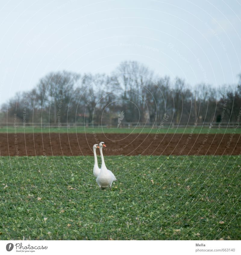 swan land Environment Nature Landscape Animal Field Wild animal Swan 2 Pair of animals Going Stand Natural In pairs Reduplication Colour photo Exterior shot