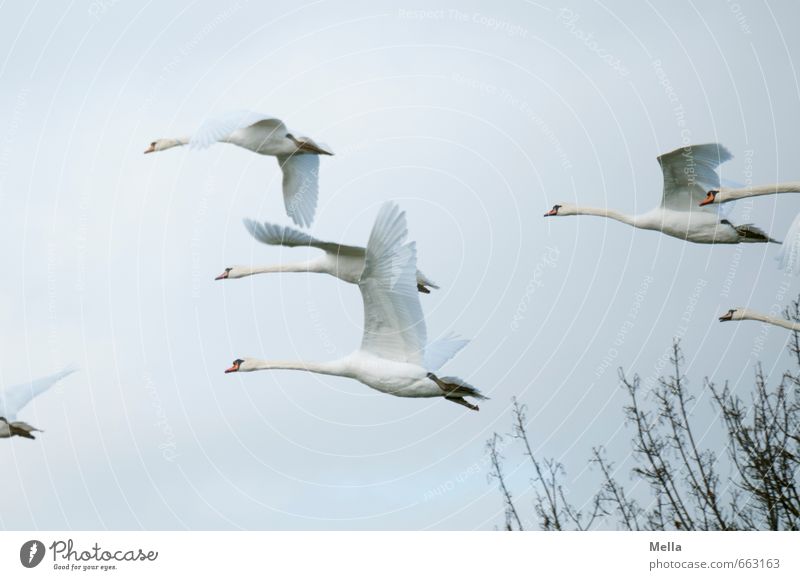 and away Environment Nature Animal Air Sky Branch Wild animal Swan Group of animals Flock Flying Free Together Natural Moody Movement Freedom Multiple Flee