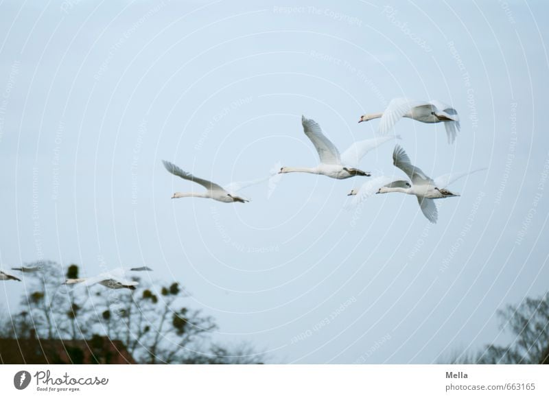 Fly into next week Environment Nature Animal Air Branch Bird Swan 4 Group of animals Flock Animal family Flying Free Together Natural Moody Freedom Colour photo