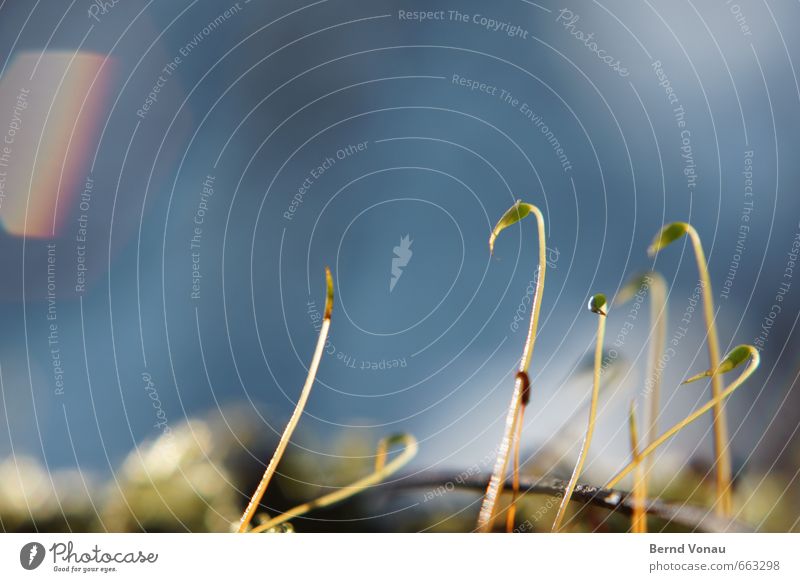 Half things, teenagers. Environment Nature Moss Blue Gray Green Black Growth Sky Blur Stalk Sprout Ambitious Small Colour photo Macro (Extreme close-up)