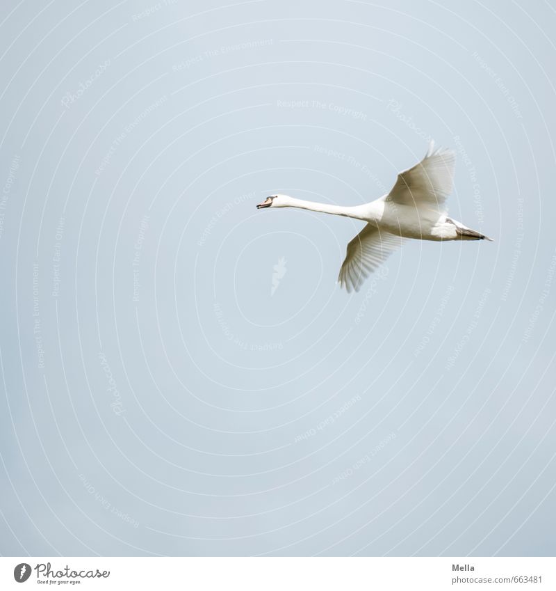 Now hurry up! Environment Nature Animal Air Sky Wild animal Bird Swan 1 Flying Free Natural Blue Moody Contentment Freedom Glide Hover Disperse Wing Neck