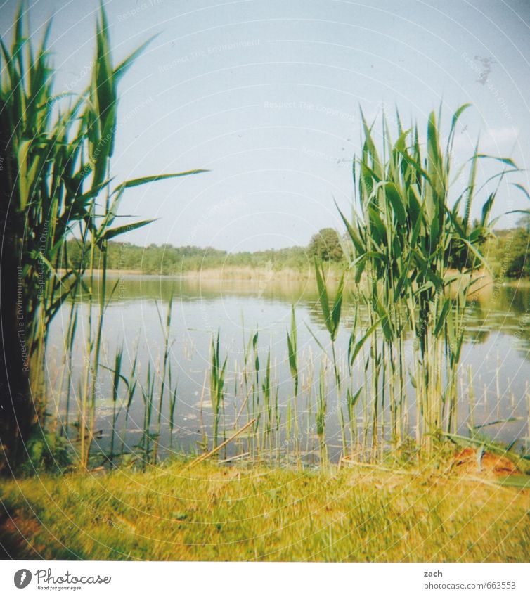 Brandenburg, gotten Trip Summer Summer vacation Swimming & Bathing Environment Nature Plant Water Sky Cloudless sky Spring Grass Foliage plant Common Reed