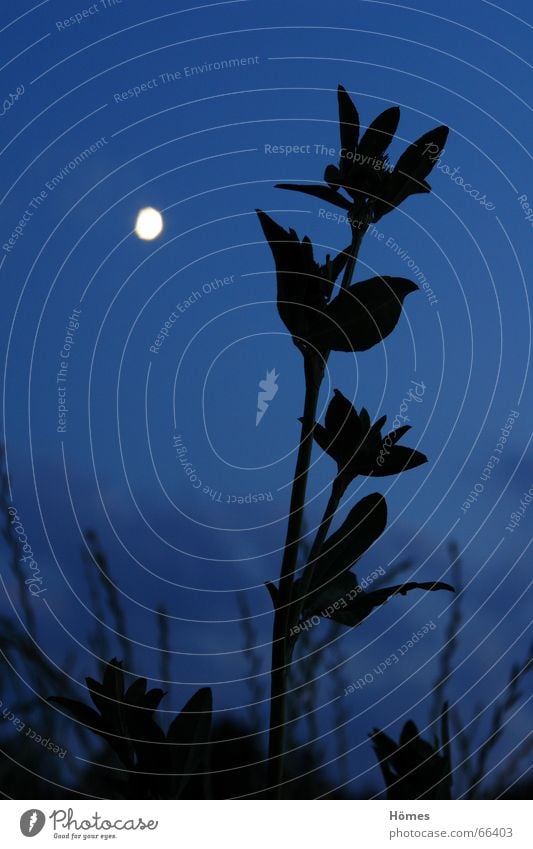 moonflower Meadow Black Back-light Grass Night Twilight Calm Serene Longing Anomaly Long exposure Moon Bright Sky Blue Freedom Size effort Nature