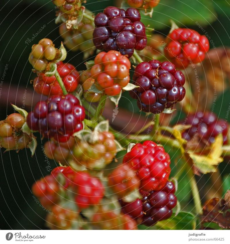 summer Red Immature Summer Bushes Delicious Creeper Rose plants Vitamin Thorny Blackberry rubus fruticosus agg. wild berry Berries Fruit forest and meadow