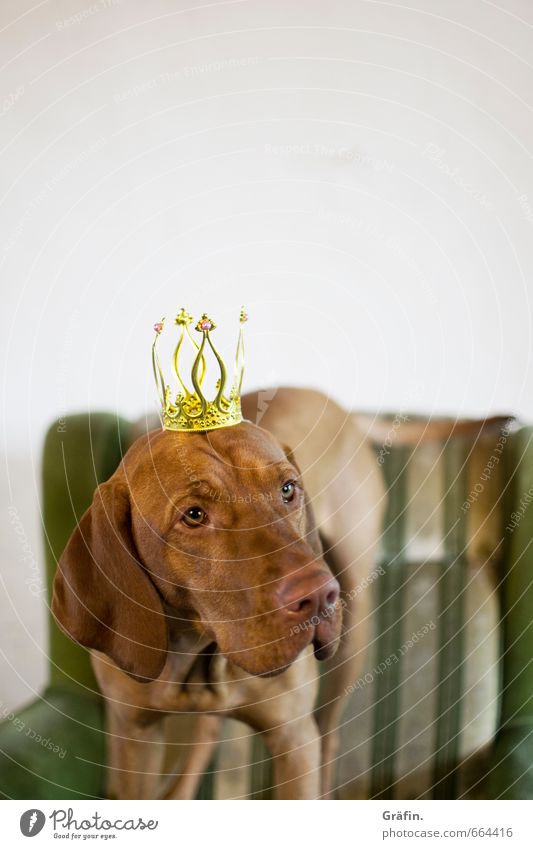 STUDIO TOUR | King Ben Animal Pet Dog 1 Kitsch Odds and ends Crown Observe Discover Looking Curiosity Cute Brown Green Trust Love of animals Patient