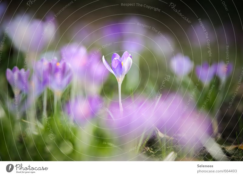 unique piece Relaxation Calm Fragrance Environment Nature Spring Beautiful weather Plant Flower Grass Blossom Crocus Garden Park Meadow Blossoming Near Natural