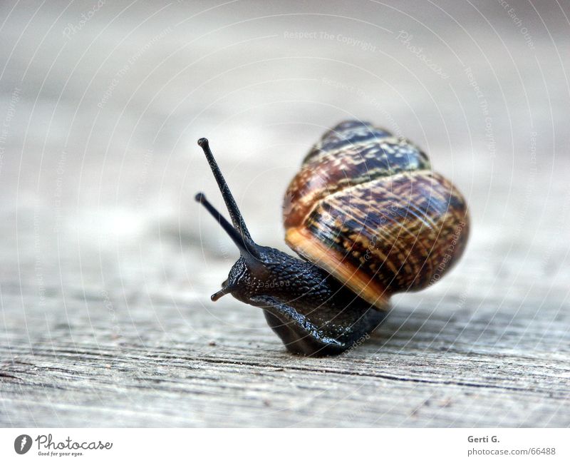 wrong turn Animal Snail shell Movement Speed Aloof Glittering Wood Wooden floor Rotation Rotate Transform Direction Feeler Tentacle schnirkel snail Intoxication