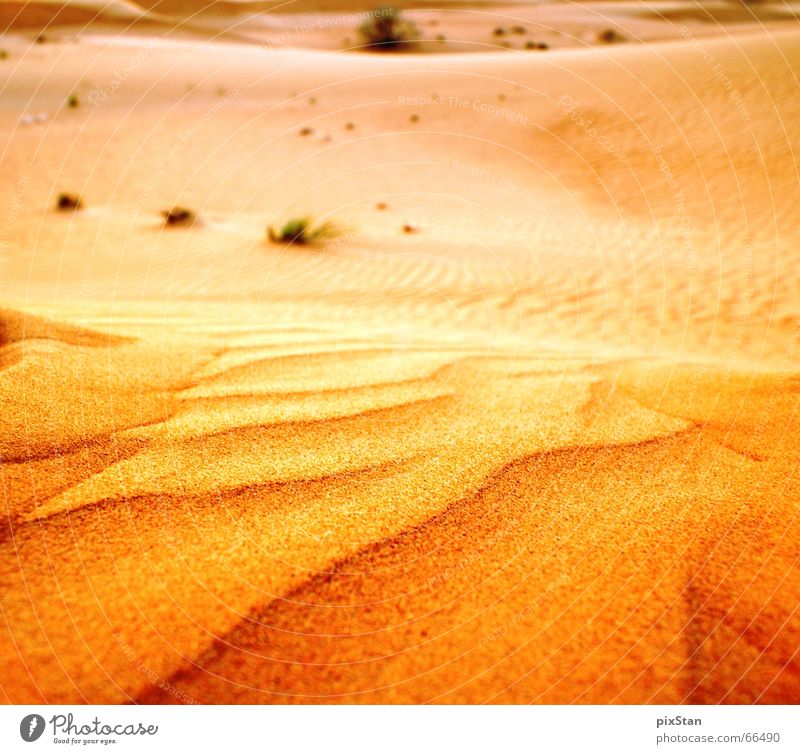 desert gold Dubai Bushes Sand Desert Beach dune Gold sunset Far-off places