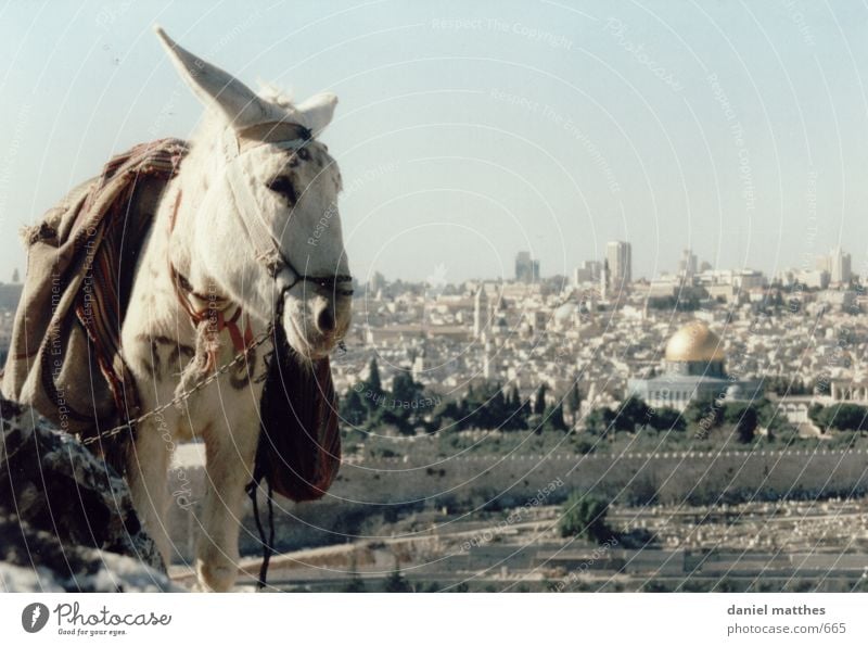 Jerusalem Israel West Jerusalem Town Donkey Dome of the rock Temple Mount 1 White Deserted Exterior shot Colour photo Mosque Islam Holy