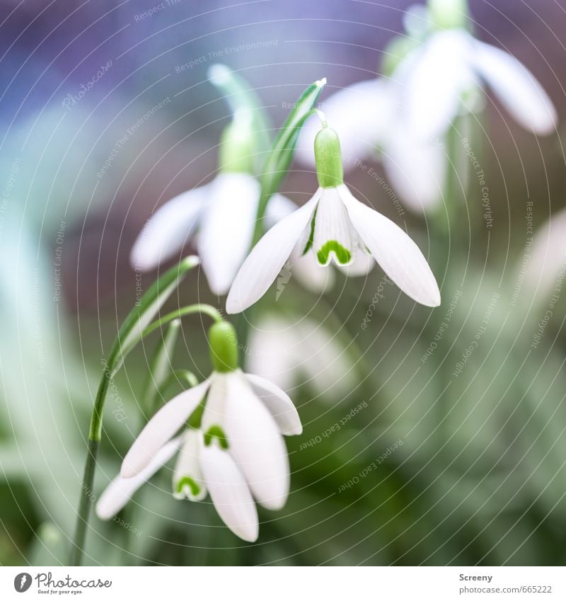 SPRING MESSENGERS Nature Plant Spring Flower Blossom Snowdrop Garden Meadow Blossoming Fragrance Green White Spring fever Power Patient Calm Purity Idyll Growth