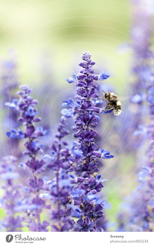 docking sequence Nature Plant Animal Summer Flower Blossom Lavender Garden Park Meadow Bee 1 Flying Green Violet Idyll Nectar Pollen Wing Colour photo