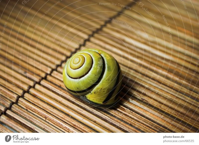 fasciated snail Snail shell Spiral Wood Mat Brown-lipped snail Yellow ratan Bowl
