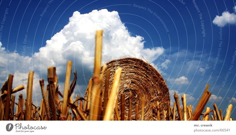 heaven on earth Straw Field Wheat Barley Clouds Ball Americas Gastronomy Sky Autumn Agriculture Nature Harvest Bale of straw