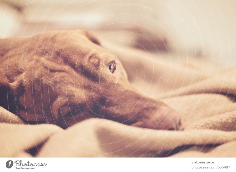 The long wait has come to an end Animal Pet Dog 1 Relaxation Lie Sleep Dream Broken Brown Fatigue Longing Wanderlust Exhaustion Trust Magyar Vizsla Colour photo