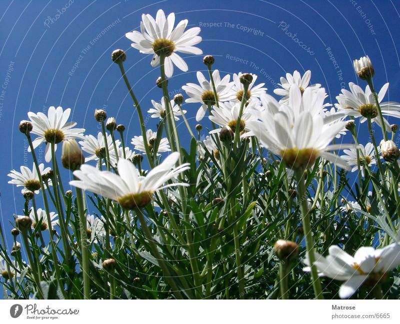 Experiment 2 (looked at the lower rock) Flower margarite Sky Macro (Extreme close-up) Marguerite