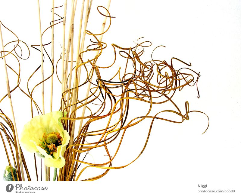 noose Dried flower Plant Muddled Style Knot Yellow Placed bizarre niggl