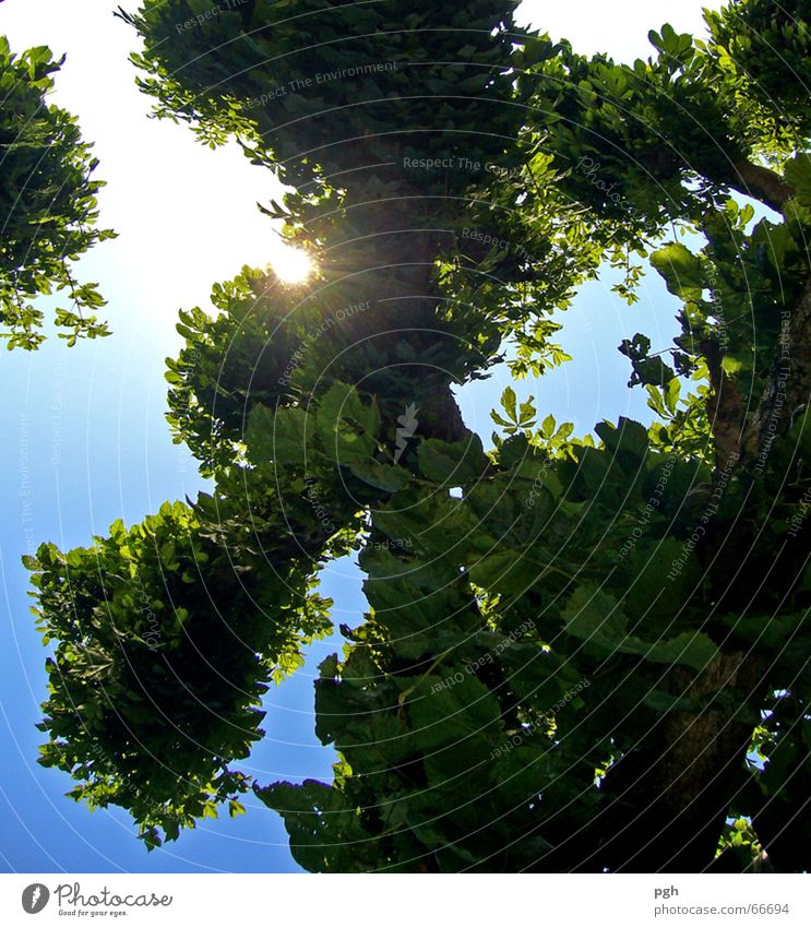 Looking up in the beer garden Tree Green Leaf Summer Beer garden Sky Blue Branch Twig Sun