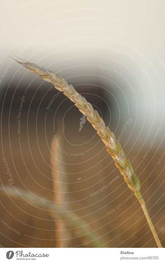 delicately spun Ear of corn Wheat Field Evening sun Agriculture House (Residential Structure) Building Spider's web Diffuse Nature Grain spike setting sun