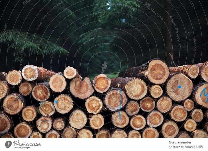timber harvest Work and employment Profession Agriculture Forestry Plant Tree Wood Lack of inhibition Change pine wood round wood trunk wood felling