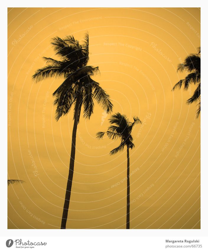 sunset Palm tree Sunset South Beach Thailand Dream Miami Orange coconut Wind