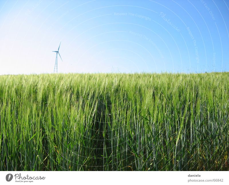 Energy Green Field Calm Maturing time Summer Wind energy plant Sky Nature Science & Research Energy industry Grain Sun Growth calmness