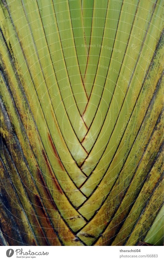 entanglement Palm tree Plant Green Pattern Reticular Grating Virgin forest Nature Net