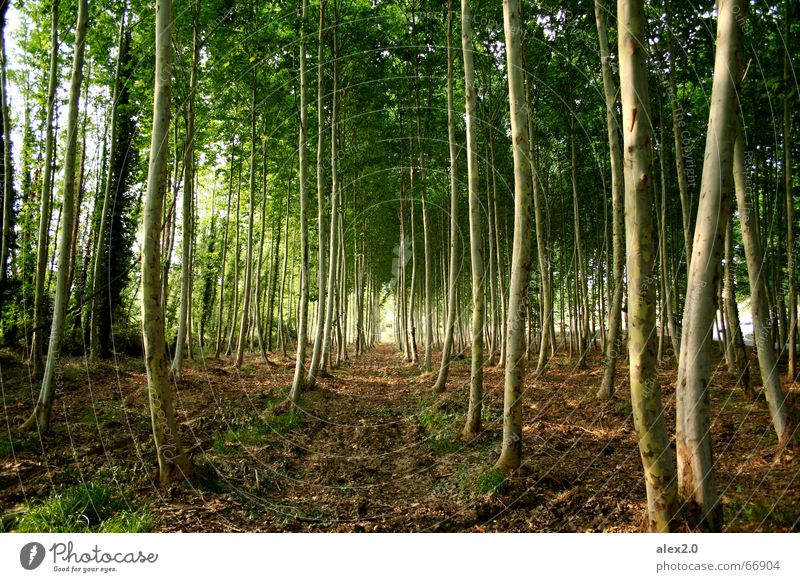 strung Forest Tree Drop anchor Green Brown Stand to attention Parallel Forest path Idyll Plant planted Nature Line Row Symetric symmetry