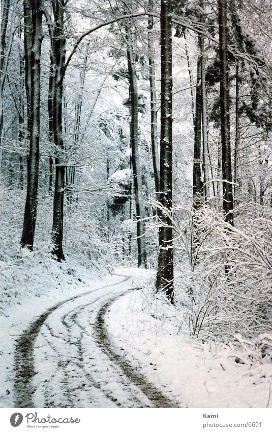 Forest Path Winter Tree Lanes & trails Snow